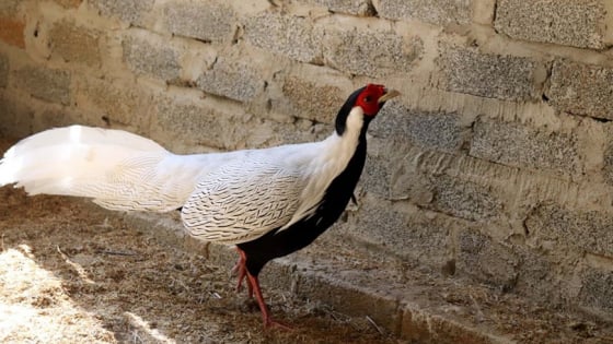 Điểm mặt những loài động vật hoang dã được bảo vệ nghiêm ngặt, gà lôi trắng thuộc nhóm IIB từ 1/7/2025