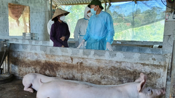Dịch tả lợn châu Phi, nhìn từ điểm nóng: Áp dụng khẩn cấp 2 biện pháp để khống chế, kiểm soát dịch bệnh (Bài 5)