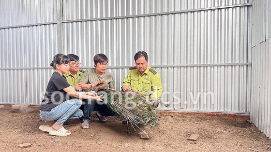 Anh nông dân Sóc Trăng nuôi chim quý hiếm xuất xứ từ Ấn Độ, cứ bán con nào là có người mua con đó