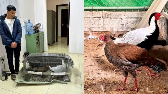 Vụ án gà lôi trắng: Luật sư bào chữa tại phiên tòa sơ thẩm lên tiếng