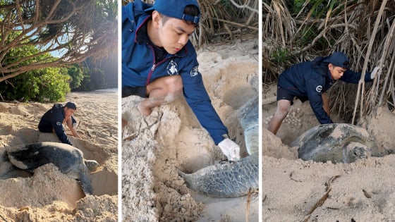 Cuộc “vượt cạn” của rùa mẹ tật nguyền khiến chàng trai tình nguyện viên bật khóc