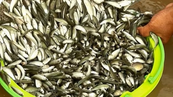 Cá linh đầu mùa ở An Giang bắt 90 ký/ngày, từ sông vô đồng, đâu cũng tấp nập, nước phù sa đục một màu son