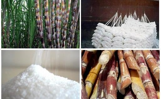 Thủ tướng chỉ đạo 'nóng' hỗ trợ doanh nghiệp mía đường duy trì sản xuất bền vững