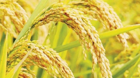 Đây là 5 tỉnh của Việt Nam nông dân đang chào bán lúa Hè Thu gặt sớm với giá cao nhất