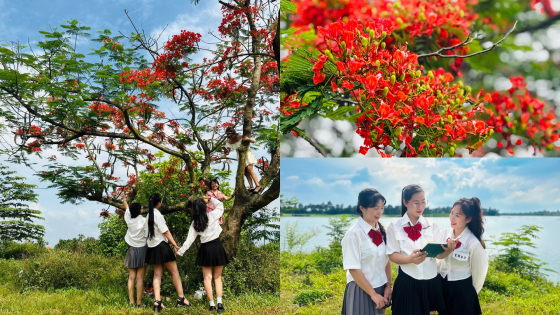 Chị em hóa thân thành 'nữ sinh' chụp ảnh check-in bên hàng phượng vĩ đỏ rực ở ngoại thành Hà Nội 