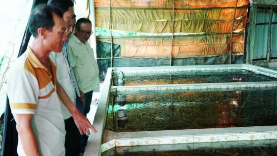 Tồn đọng lươn nuôi quá lứa hơn 1.000 tấn, đây là cách tỉnh Cà Mau đang bán vơi dần