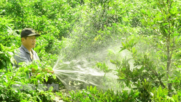 Sáp nhập Bến Tre, Trà Vinh, Vĩnh Long, tỉnh mới sau hợp nhất liệu có làng tỷ phú nuôi tôm, làng tỷ phú mai vàng?
