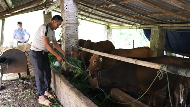 Chuyện những hội viên nông dân Sơn La làm ăn khá giả nhờ nguồn vốn Quỹ hỗ trợ nông dân