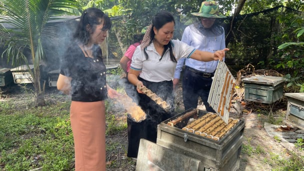 Mô hình nuôi ong mật, trồng bưởi ở xã Minh Thạnh được Chủ tịch Hội Nông dân TPHCM ghé thăm
