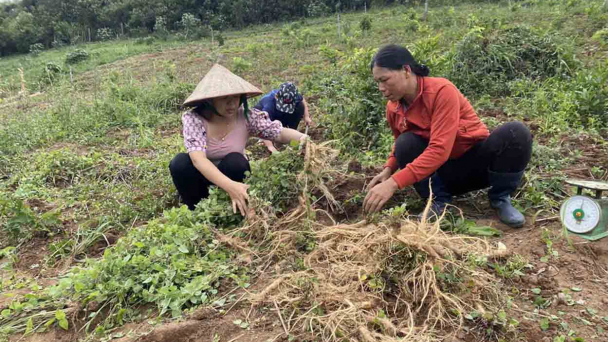 Từng một lần 'chia tay' Gia Lai, nay Kon Tum 'ở chung' với Quảng Ngãi, tỉnh mới có 3 loại sâm quý