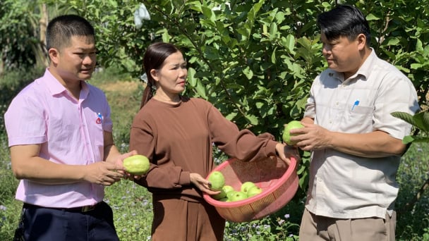 Hội Nông dân Việt Nam ban hành kế hoạch thực hiện Chỉ thị số 39 của Ban Bí thư nâng cao hiệu quả tín dụng chính sách xã hội giai đoạn mới