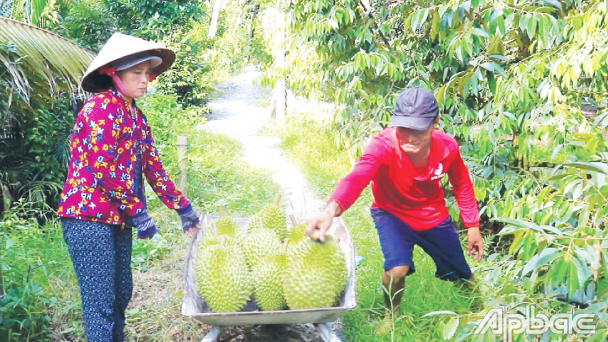 Sắp xếp đơn vị hành chính cấp xã ở Tiền Giang, xã nông thôn mới này vẫn trồng sầu riêng ngon thế này đây