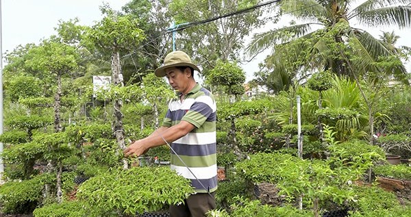 Hai tỉnh Tiền Giang, Đồng Tháp sáp nhập, hợp nhất, thông suốt hành lang cây cảnh tiền tỷ, trồng hoa đẹp như phim