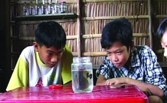 Quên cá cảnh triệu đô đi, chơi thứ cá kiểng bình dân này ở miền Tây, có vé lên 'chuyến tàu tuổi thơ' ngay và luôn