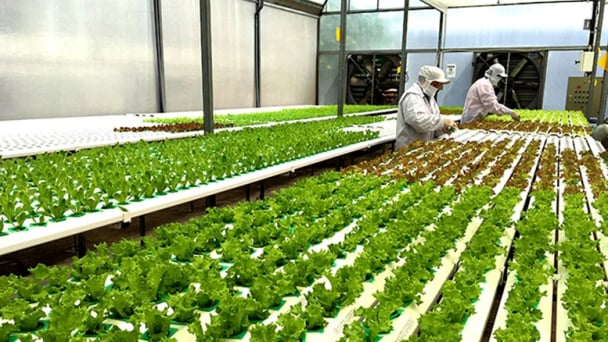 HTX, Liên hiệp HTX không có tài sản bảo đảm được xem xét vay tối đa 5 tỷ đồng 