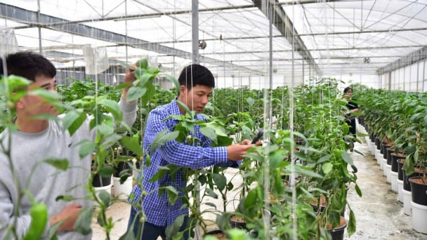 Nông dân tỷ phú Sơn La “bắt nhịp” công nghệ, anh nông dân rủ cả HTX cùng chuyển đổi số, làm nông nghiệp công nghệ cao, trồng quả trái vụ
