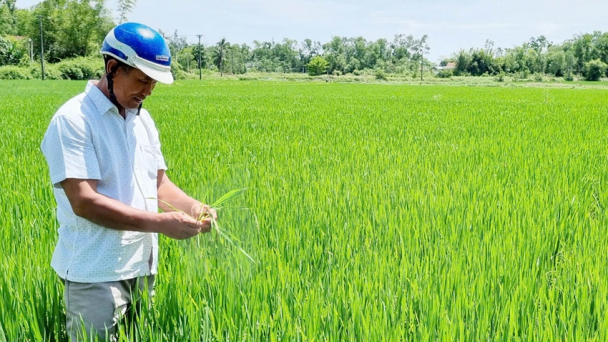 Cấy lúa nhiều nhất làng, ông Lời ở Huế có lãi to khi chạy xe thăm đồng hết 50.000 đồng tiền xăng/ngày?