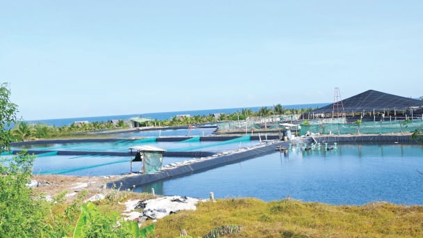 Tỉnh Lâm Đồng mới sau sáp nhập tỉnh Bình Thuận có mô hình nuôi tôm công nghệ cao tiền tỷ hoành tráng thế này đây