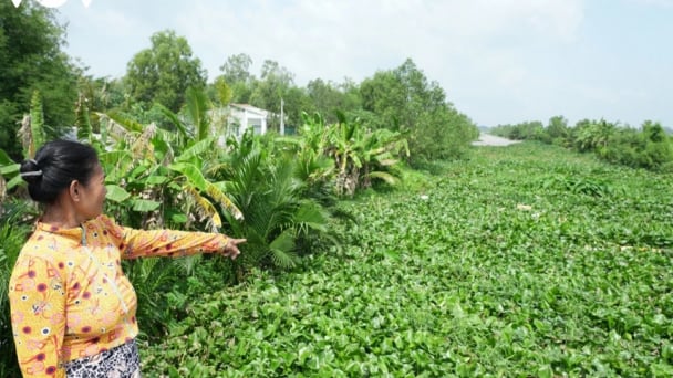 Ở tỉnh Vĩnh Long mới, loài sinh vật ngoại lai nào đang 'lấn sân' vô tội vạ, mọc um tùm, khiến muỗi mòng vô số?