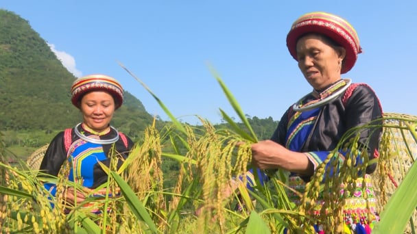 Nâng tầm hạt gạo Nếp Tài nhờ sản xuất hữu cơ, nông dân Thái Nguyên thoát nghèo, vươn lên làm giàu