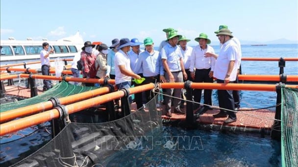 Đây là đầm nước mặn lớn ngoài khơi biển phường Nha Trang của Khánh Hòa, dân nuôi cá to bự thành công