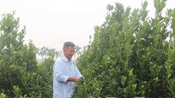 Phường Trà Lý của tỉnh Hưng Yên mới, sẽ là trung tâm văn hóa, vui chơi, giải trí, phát triển du lịch quan trọng
