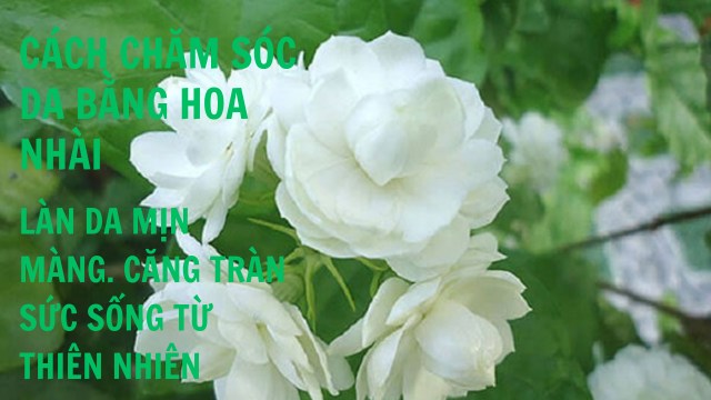 Cách chăm sóc da bằng hoa nhài: Làn da mịn màng, căng tràn sức sống từ thiên nhiên