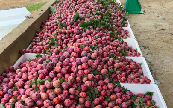 Vải, mận quá rẻ, quá ngon chị em nội trợ đua nhau nghĩ cách tích trữ
