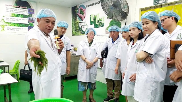 Khánh Hòa: Nâng cao chất lượng nguồn nhân lực, cải tiến mẫu mã các sản phẩm từ rong nho 