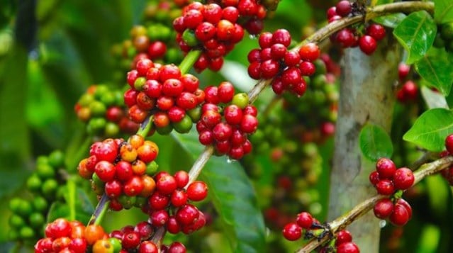 Giá cà phê liên tiếp thiết lập các kỷ lục mới trong tuần