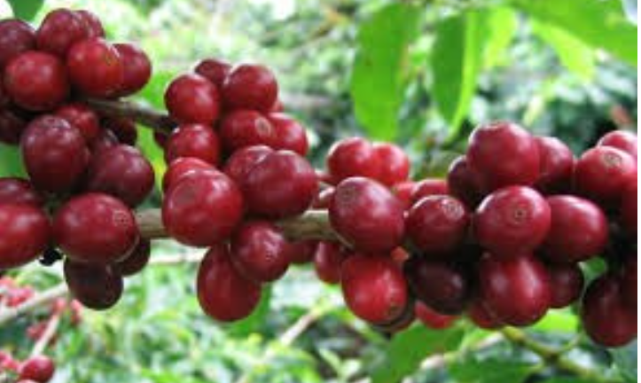 Giá cà phê giảm ba ngày liên tiếp, đang trải qua những biến động mạnh mẽ