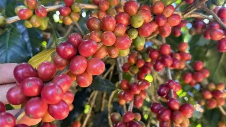 Một tuần đầy biến động, giá cà phê tăng nhẹ
