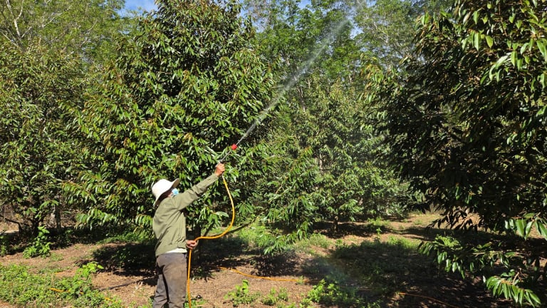 Một huyện miền núi ở Kon Tum dân thoát nghèo, có nhà là tỷ phú nhờ trồng các loại cây này