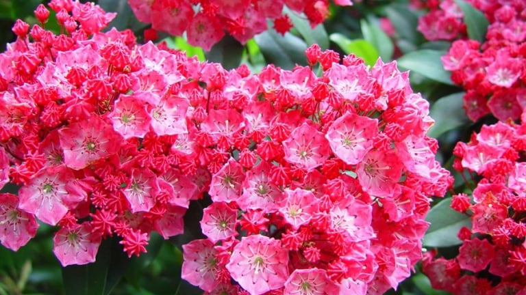 Cây cảnh đang nhảy điệu valse mùa xuân, tràn đầy sức sống, đẹp rực rỡ nhưng nhiều người e ngại