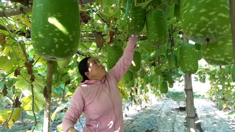 Chuyển đổi cơ cấu cây trồng trên đất lúa kiểu gì mà dân Mường Lò ở Yên Bái có thu nhập cao hơn hẳn?