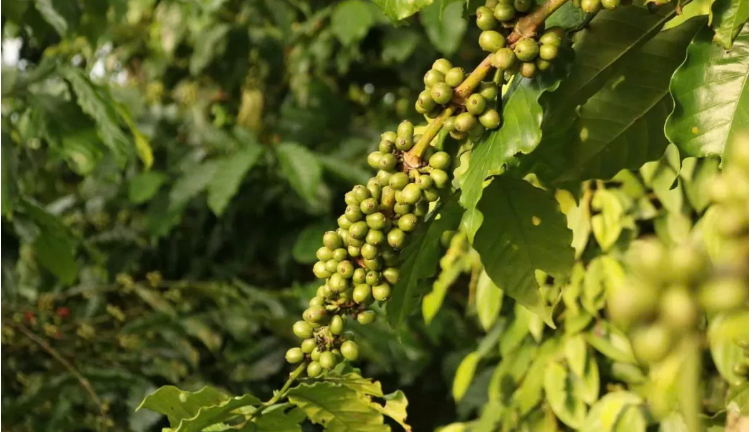 Giá cà phê thế giới giảm mạnh vì thuế đối ứng của Mỹ, giá cà phê nội địa cũng lao dốc