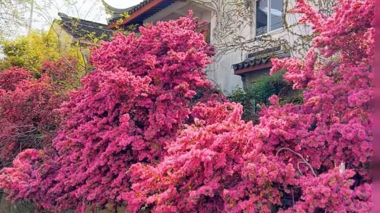 Cây cảnh cát tường, nổ tung như pháo hoa, rực rỡ như ngọn lửa, người giàu yêu thích