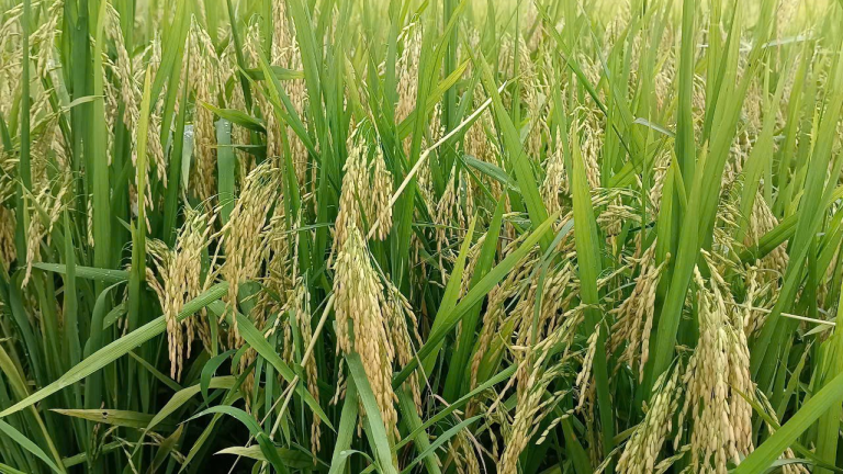 Trả dinh dưỡng lại cho đất lúa