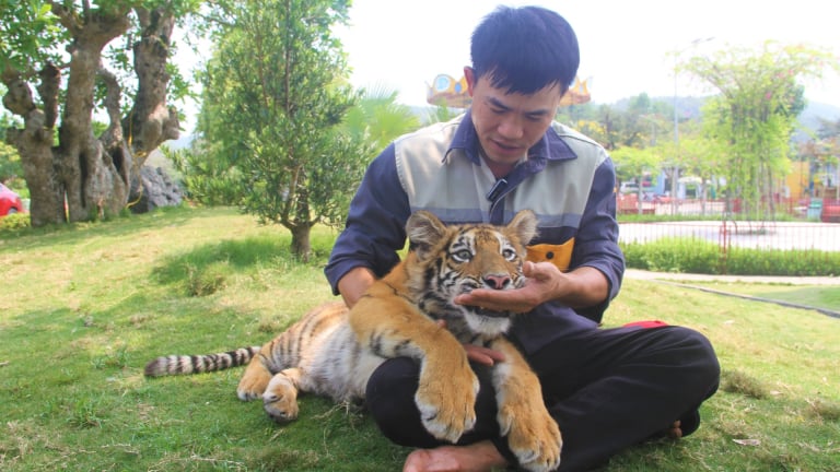 Một con hổ tên Ngao ở Nghệ An, tối ngày 'ăn vạ ông bố nuôi”, khiến dân tình 'sốt sình sịch'