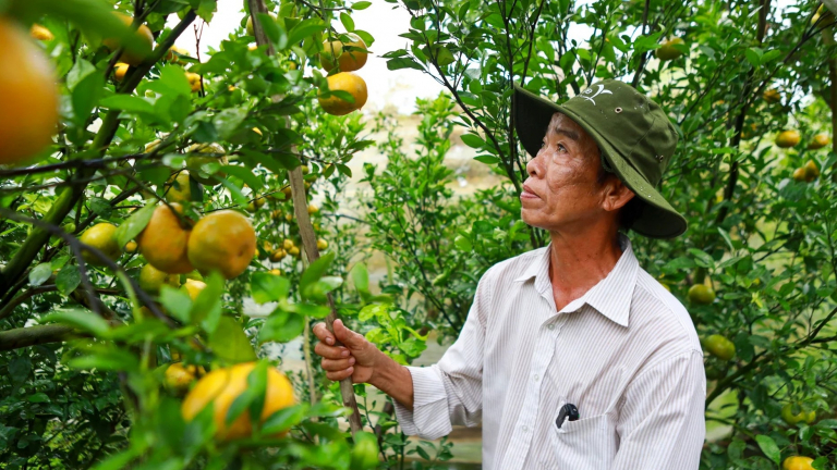 Canh tác kiểu mới, thân thiện với môi trường, những vườn quýt hồng ở Đồng Tháp đã hồi sinh