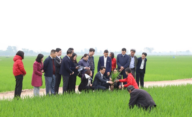 Trồng lúa giảm phát thải, nông dân Hà Nội giảm chi phí 7-8 triệu đồng/ha, năng suất tăng 20%