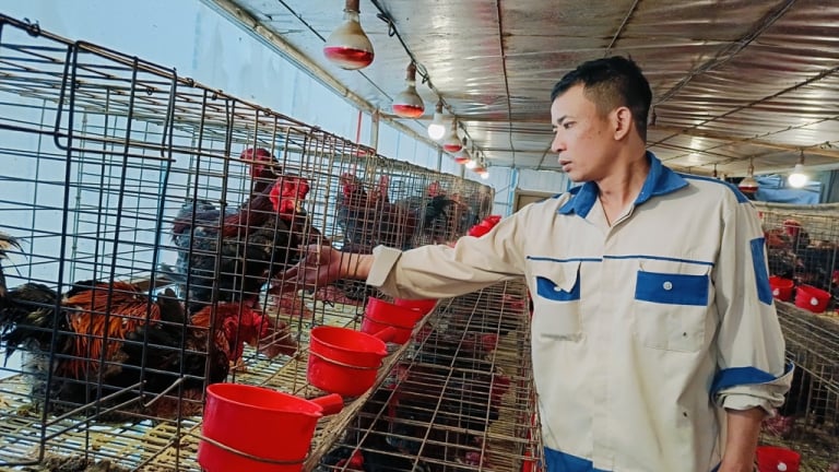 Nuôi gà 'quý tộc' theo kiểu tuần hoàn, một nông dân Hưng Yên 'bỏ túi' hàng trăm triệu/năm, lại giải quyết tốt bài toán môi trường