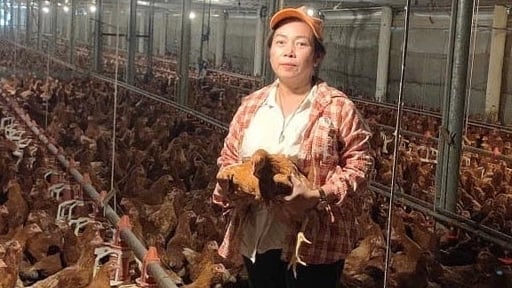 Nuôi gà dày đặc như cua đồng trong chuồng lạnh, tỷ phú Bình Dương là một chị nông dân tiền tỷ