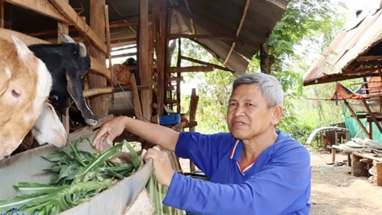 Diện tích trồng tiêu giảm lại khiến nông dân Bình Phước e dè tái đàn dê, hóa ra nọc tiêu xanh là món ăn dê yêu thích