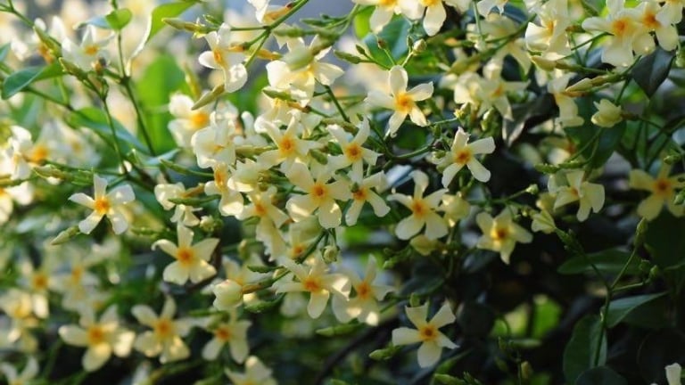Đừng trồng hoa giấy nữa, cây cảnh triệu hoa này tươi đẹp, dễ trồng, nở hoa liên tục còn thơm ngát