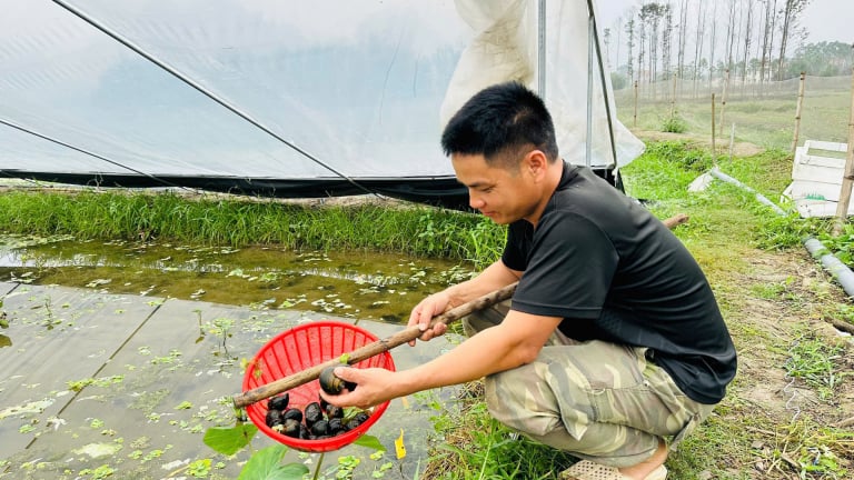 Nuôi con đặc sản hiền lành dưới chân ruộng trũng, bán con to bự, một nông dân Lạng Sơn thu 600 triệu/năm