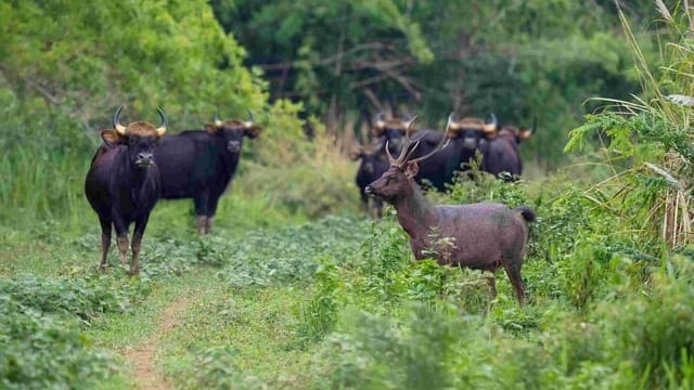 TIN NÓNG 24 GIỜ QUA: Phát hiện 3 mẹ con tử vong trong nhà khóa cửa bên trong; bò tót húc tử vong nhân viên bảo vệ rừng
