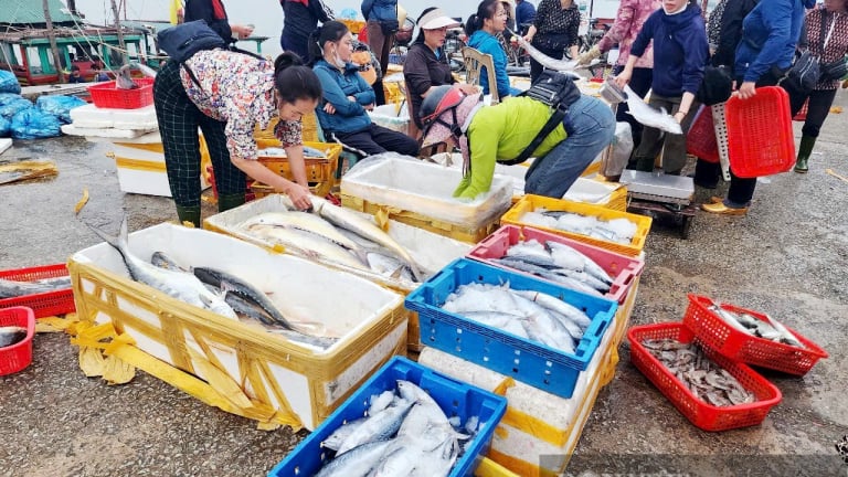 Tôm tươi, cá giãy đầy khoang, dân biển Hà Tĩnh cứ thế 'hốt bạc'