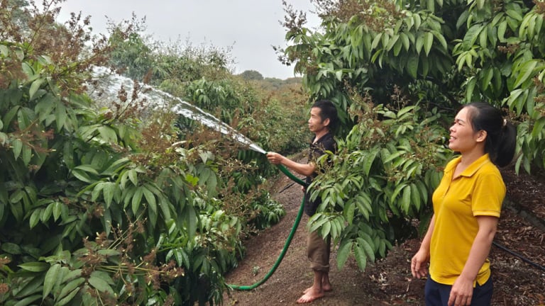 Trước khi sáp nhập với tỉnh Bắc Ninh, tỉnh Bắc Giang có thêm 3 mã số vùng trồng vải thiều xuất khẩu sang Mỹ, sau sáp nhập có gọi là 'vải thiều Bắc Ninh'?