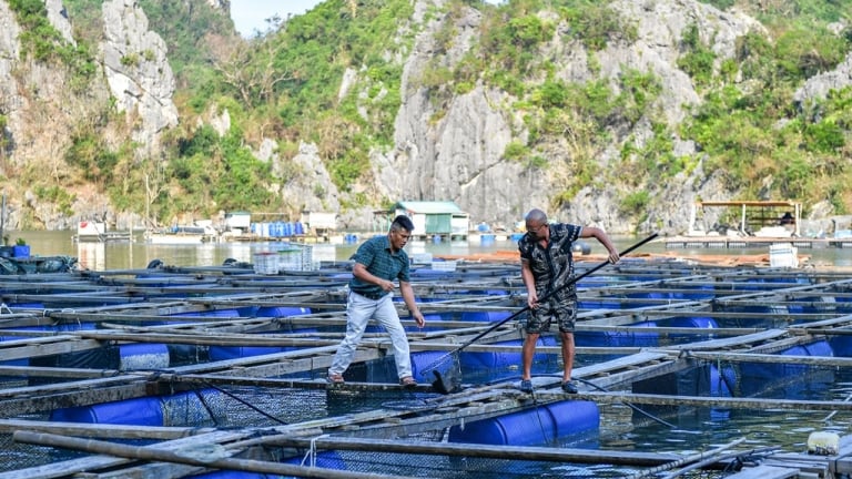 Nền nhiệt liên tục tăng cao, tỉnh Quảng Ninh có cảnh báo khẩn đến người nuôi trồng thủy sản  